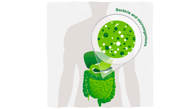 Infographic showing bacteria and microorganisms in the gut