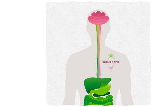 Infographic showing the Vagus nerve