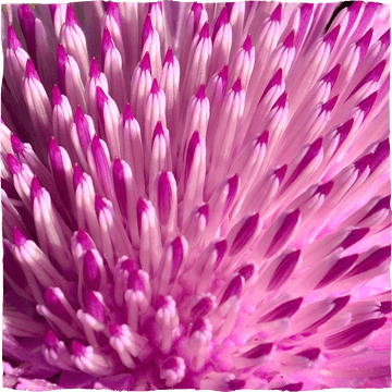 Medicinal Plants