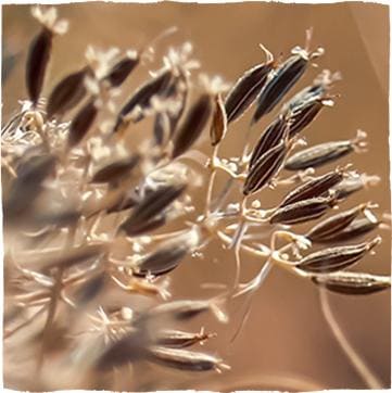 Small flowers of caraway.