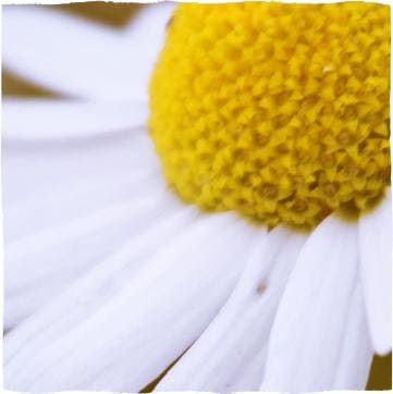 White flower of chamomile