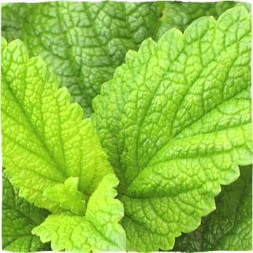 Green leaves of lemon balm.