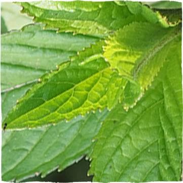 Green leaves of peppermint.