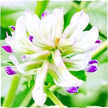 Green leaves and tiny purple flowers of liquorice.