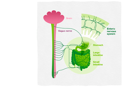 Infographic showing enteric nervous system