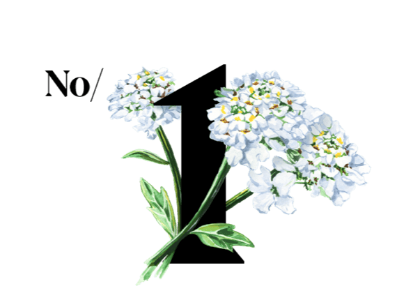 White flowers of Iiberis amara’s, that can alleviate your digestive symptoms