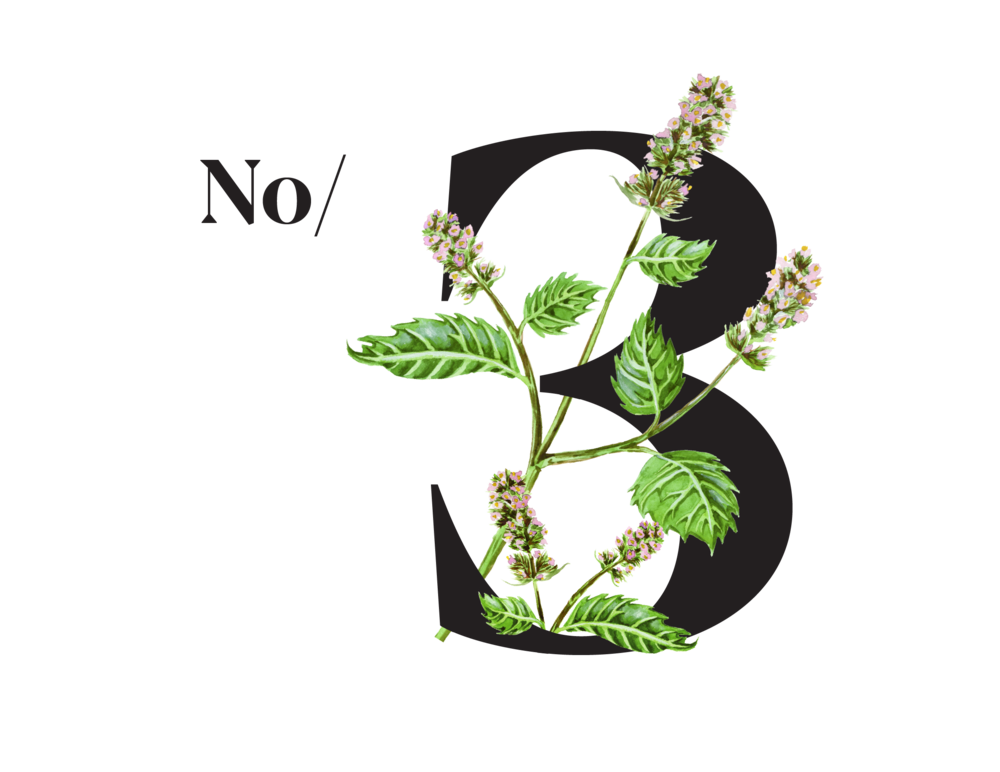 Green leaves and violet flowers of Peppermint – the plant for good digestion