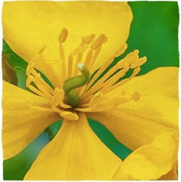 Tiny yellow flowers of celandine among grass.